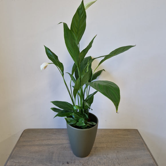 Peace Lily in Olive Green Plant Pot