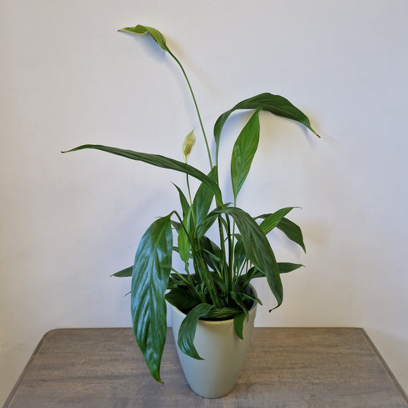 Peace Lily in Sage Green Plant Pot