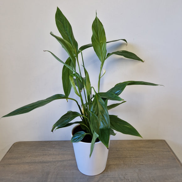 Peace Lily in White Plant Pot