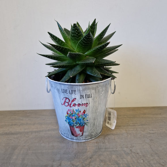 Aloe Vera in Live Life in Full Bloom Tin