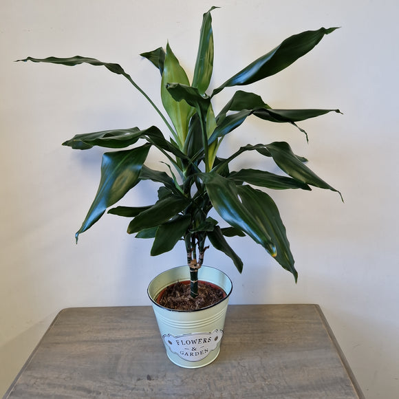 Dracaena Fragrans in Tin Plant Pot