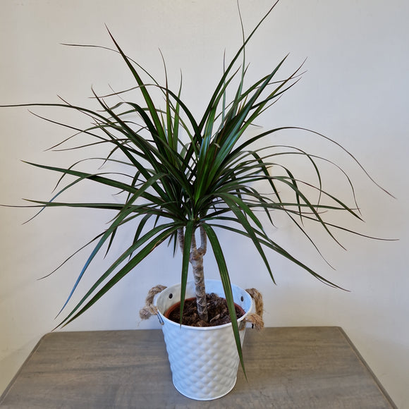 Dracaena Reflexa in Tin Plant Pot