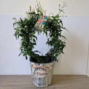 Jasmine in wooden planter