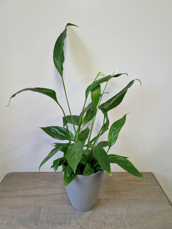 Peace Lily in Light Grey Plant Pot