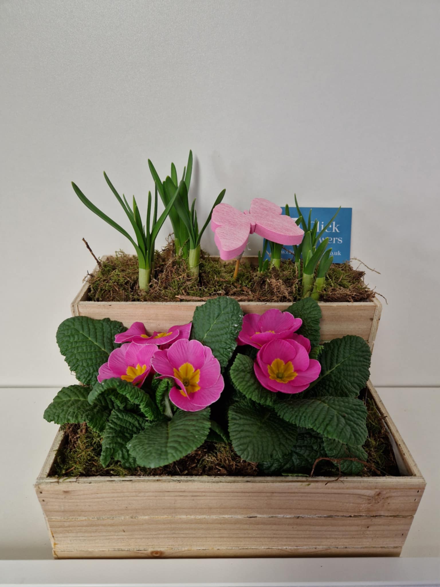 Planter - Step - Click Flowers UK | Fresh Flower Bouquet Delivery in Spalding, Lincolnshire