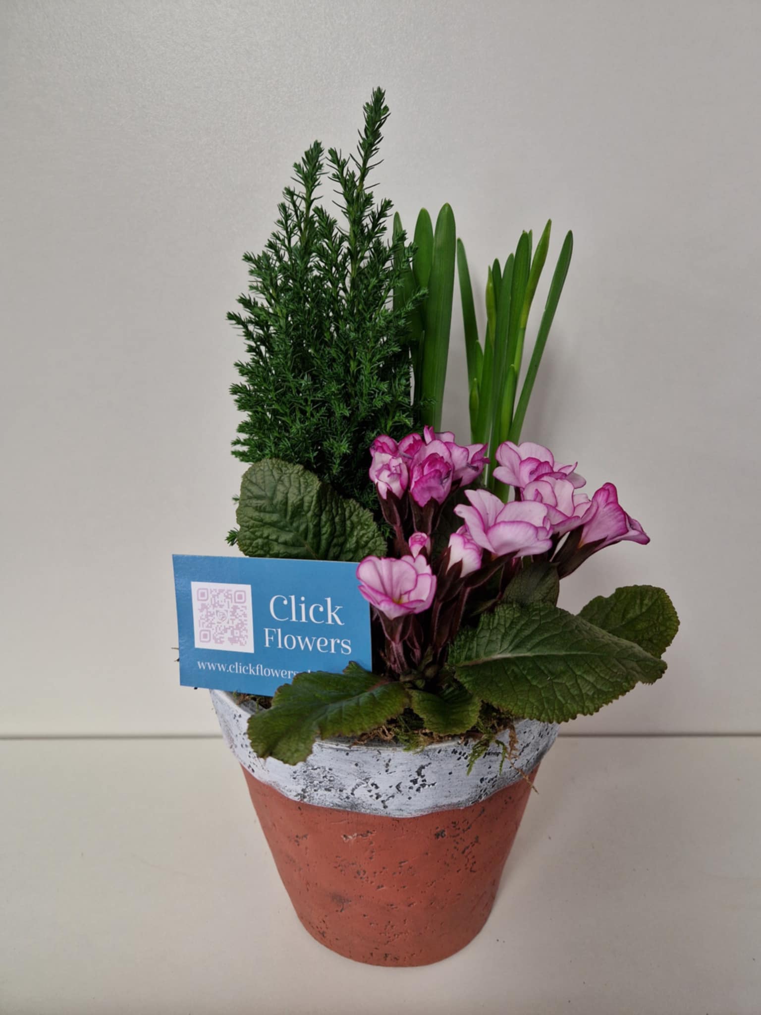 Planter - 17cm Terracotta - Click Flowers UK | Fresh Flower Bouquet Delivery in Spalding, Lincolnshire
