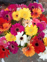 Gerbera - Bunch - Click Flowers UK | Fresh Flower Bouquet Delivery in Spalding, Lincolnshire